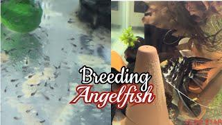 How to breed Angel fish and take care of their fry Daily update day 44 FINALE