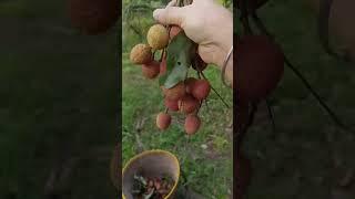 from Harvest to Selling Lychee Litchi #food #litchifruit #farming #gardening #harvest