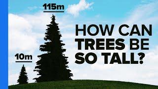 How Trees Bend the Laws of Physics