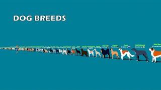 Dog Breeds Size Comparison