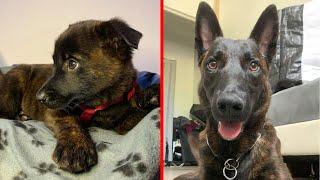 2 Years in 8 minutes With My Dutch Shepherd