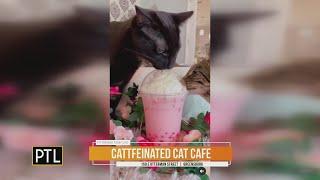 Celebrating National Pet Day at Cattfeinated Cat Cafe