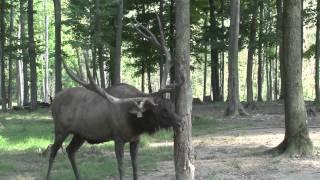 BornBucks.com Elk Rubbing on a Tree