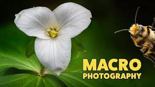How to shoot MACRO PHOTOGRAPHY - Focus Shift Shooting  Focus bracketing - Nikon Z9