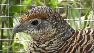 Female Lady Amherst Pheasant @ The Pheasantasiam