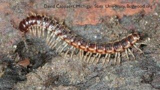 How to get Rid of Millipedes - DIY Pest Control