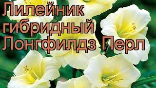 Лилейник гибридный Лонгфилдз Перл  обзор как сажать рассада лилейника Лонгфилдз Перл