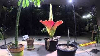 Time-lapse video Amorphophallus titanum 2014 bloom