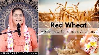 Red Wheat  A Healthy & Sustainable Alternative l Anandmurti Gurumaa