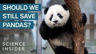 Pandas Are Overrated — Heres Why