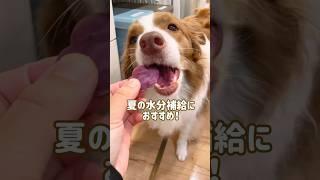 愛犬が喜ぶ犬用アイスの作り方！暑さ対策にピッタリ️ #shorts #dog