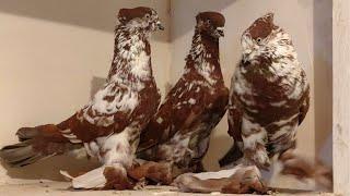Настоящие андижанские голуби Узбекистан г. Андижан. Pigeons. Tauben.