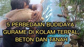 5 Perbedaan budidaya gurame di kolam terpalbeton dan tanah#budidaya #gurame