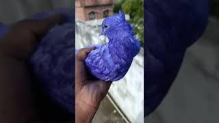 Kabutar ko Blue  colour kardiya ️  #shorts #video #viral #youtubeshorts