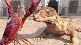 LOBSTER IS DINNER for a very HUNGRY LIZARD