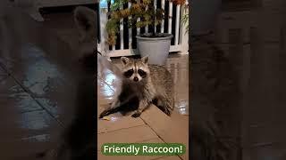 Friendly Raccoon eats chicken nuggets in a rainy night #shorts