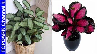 15 Lindas variedades de Calathea