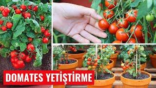 How to Grow Tomatoes at Home? How to Plant Tomatoes in Pots?