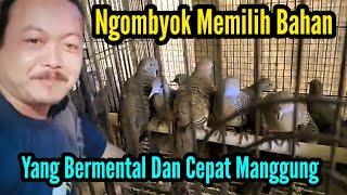 Cara Memilih burung perkutut Jantan dan Bermental dari ombyokan @mangoendjoyochannel8053