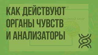 Как действуют органы чувств и анализаторы. Видеоурок по биологии 8 класс