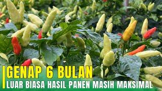 SUDAH UMUR 6 BULAN BUAH LEBAT BOBOT BESAR KULIT MULUS  Cabe Ori 212