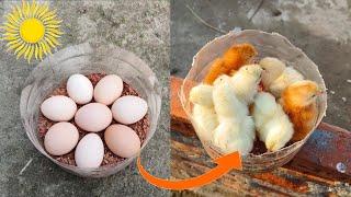 How to hatch eggs at home without incubator  amazing eggs hatching without incubator