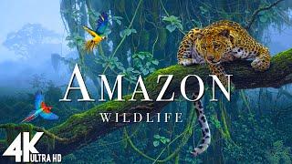 Amazon Wildlife In 4K - Animals That Call The Jungle Home  Amazon Rainforest  Relaxation Film