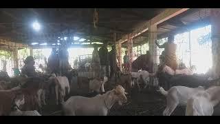 part 2 # keur muat kambing tujuan sulawesi