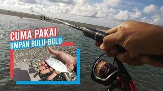 MANCING IKAN BABY GT PAKAI UMPAN BULU-BULU  SABIKI