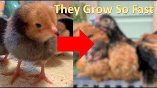 Chicks Growing Up 0 to 8 Weeks