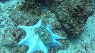 Octopus can change color and texture
