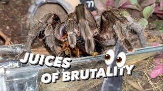 A very nice Tarantula FEEDING Video with Jumpscare START