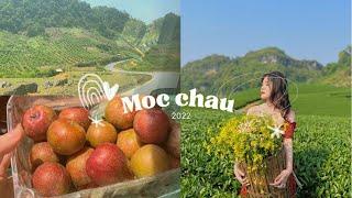 Mộc Châu 2022  Ăn chơi gì ở Mộc Châu?  #travelvlog #mocchau