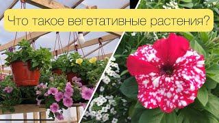 Что такое вегетативные растения?