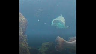 Shark at the Elafonissi Beach Greece - Dangerous place for swimming