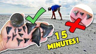 THE BEST Method to Find Shark Teeth on the Beach Professionally Tested & Approved