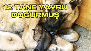 KÖPEĞİM 12 TANE YAVRU DOĞURMUŞ KAÇI YAŞIYOR ?