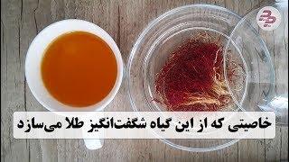 خواص زعفران؛ ۱۱ خاصیتی که از این گیاه شگفت‌انگیز طلا می‌سازد