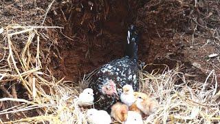 Building Nest for Hen to Natural Hatching Eggs