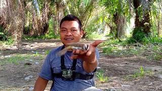 SEMUA BURUNG YANG KITA DAPATKAN HARI INI KITA LEPAS LIARKAN KEMBALI