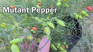 Our Mutant Pepper Plants - They Sure Dont Look Like Pepper Plants