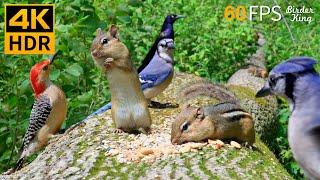 Cat TV for Cats to Watch  Funny Chipmunks Birds Squirrels  8 Hours 4K HDR 60FPS