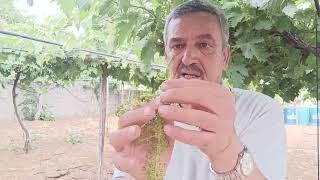 اسباب جفاف حبات اوعناقيد العنب وطريقة مكافحتها  Grapes Diseases  Botrytis Rot  Gray Mould