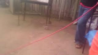 niños saltando la cuerda y fayan