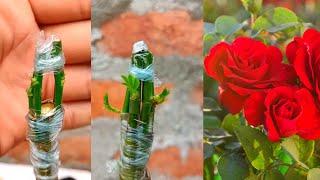 How to graft multiple Rose branches on 1 rose plant  Rose Grafting