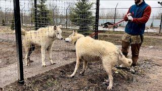 Огромный как полярный волк ‼️Алмаз перегрыз поводок и убежал. В год всех перегнал по росту.