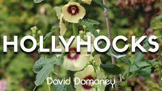 David Domoney Most searched for questions about Hollyhocks