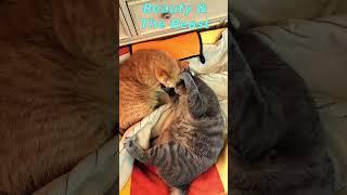 Beauty & The Beast Two Cats. Cats Funny Life. Cute Cats Jessica & Johnny #shorts #cats #viral