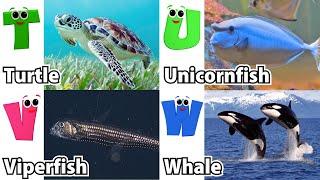 ABC phonics animals  ABC Sea Animals song  English and Animals for Kids  Alphabets Kids Song