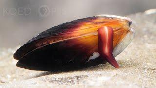 How Does the Mussel Grow its Beard?  Deep Look